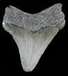 Bargain Megalodon Tooth - South Carolina #47266-1